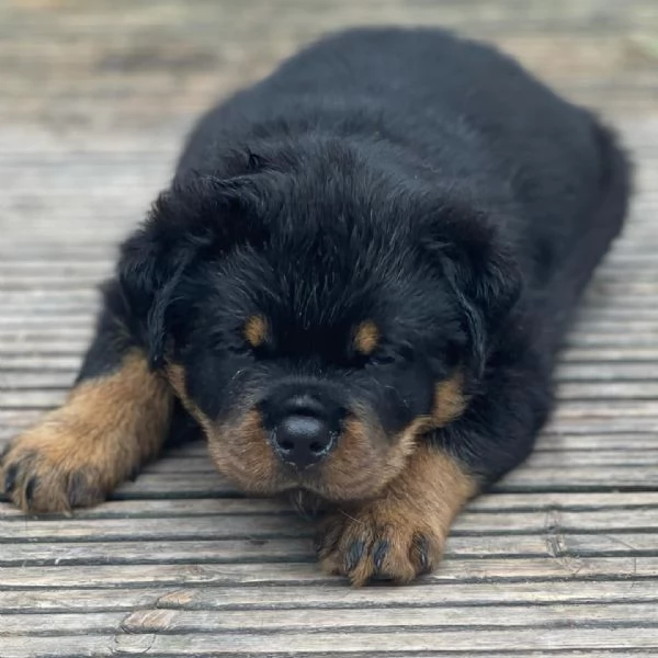 meravigliosi rottweiler per adozione | Foto 5