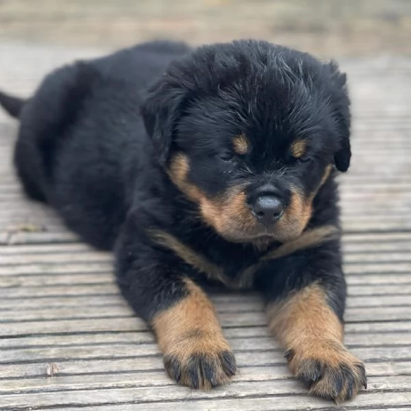 meravigliosi rottweiler per adozione