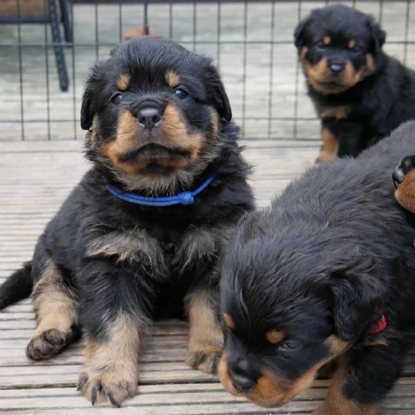 meravigliosi rottweiler per adozione | Foto 2