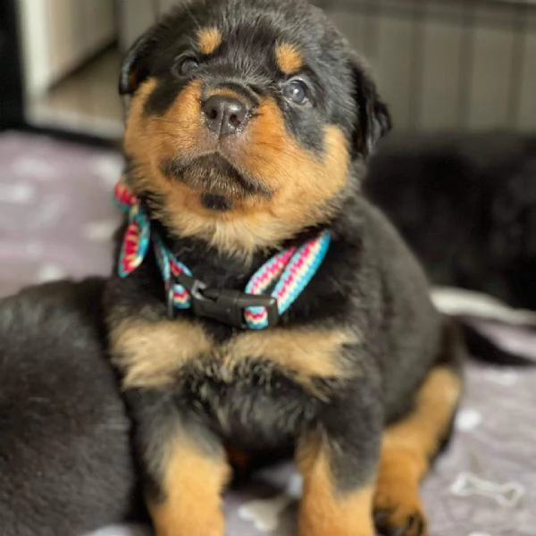 meravigliosi rottweiler per adozione | Foto 2