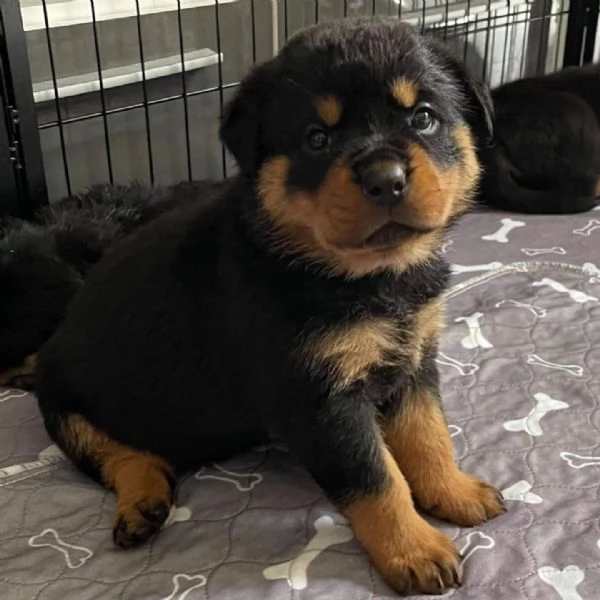 meravigliosi rottweiler per adozione | Foto 1