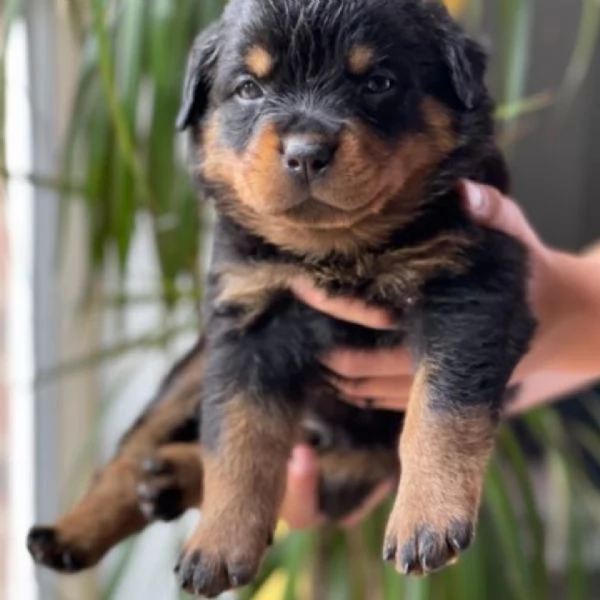 meravigliosi rottweiler per adozione | Foto 0