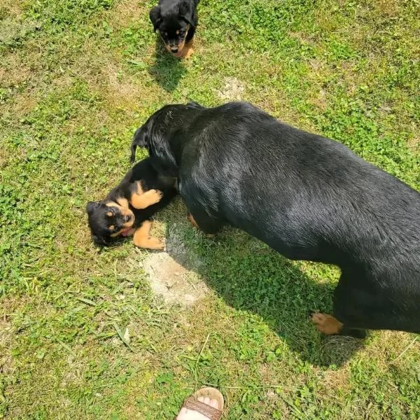 meravigliosi rottweiler per adozione | Foto 4