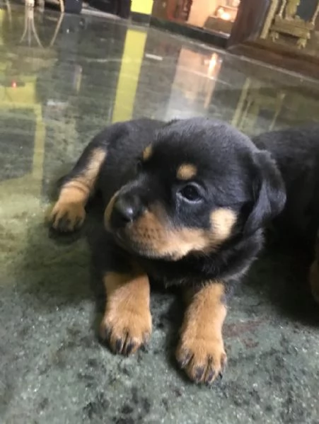 meravigliosi rottweiler per adozione