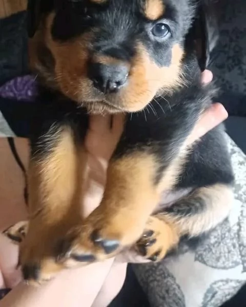 meravigliosi rottweiler per adozione | Foto 0
