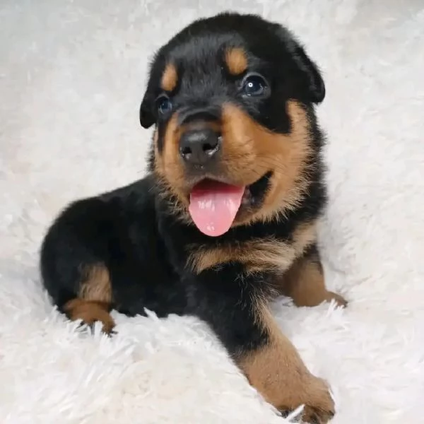 meravigliosi rottweiler per adozione | Foto 1