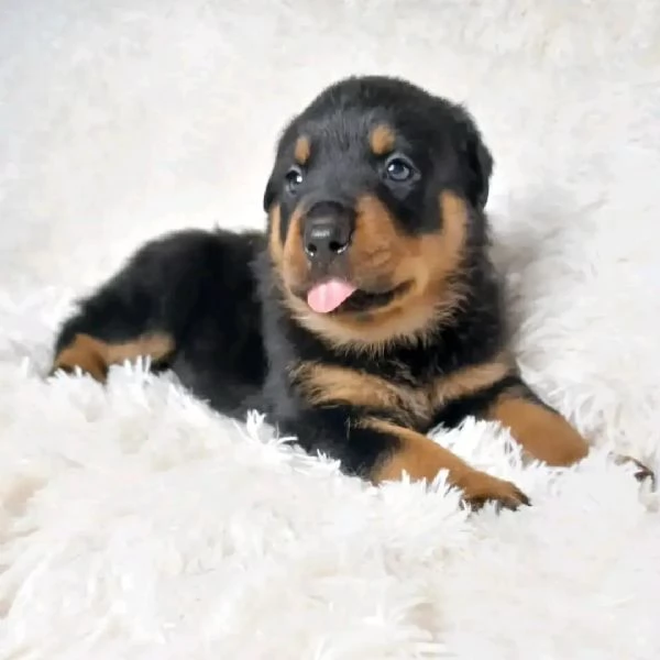 meravigliosi rottweiler per adozione
