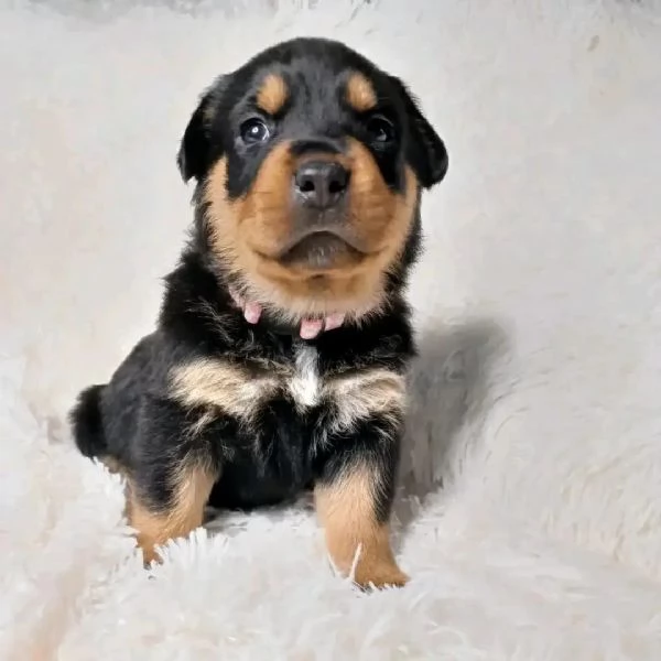 meravigliosi rottweiler per adozione | Foto 0