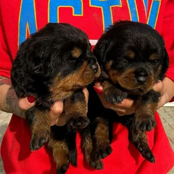 meravigliosi rottweiler per adozione | Foto 0