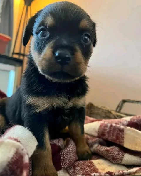 meravigliosi rottweiler per adozione | Foto 6