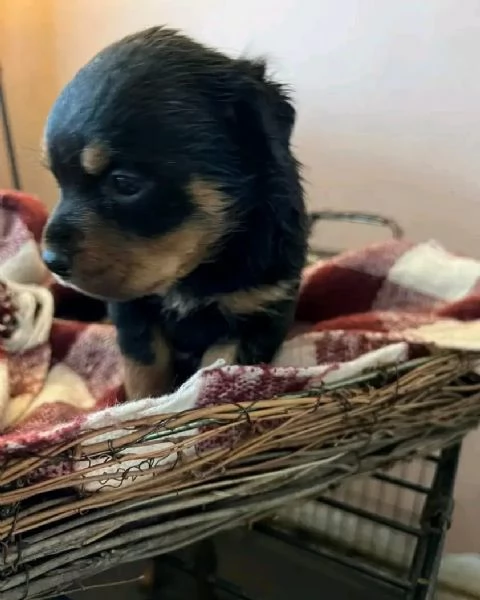 meravigliosi rottweiler per adozione | Foto 5