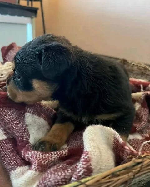 meravigliosi rottweiler per adozione | Foto 4