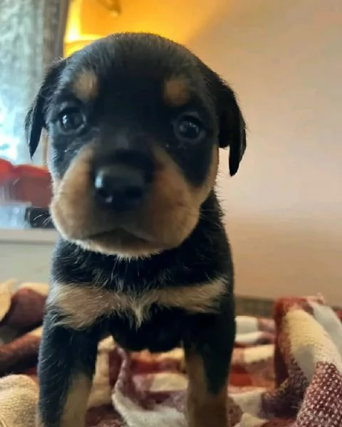 meravigliosi rottweiler per adozione