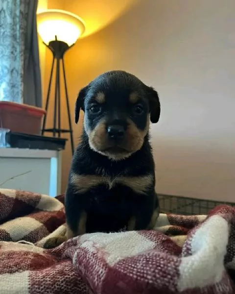 meravigliosi rottweiler per adozione | Foto 3