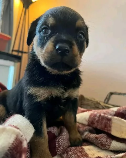 meravigliosi rottweiler per adozione | Foto 2
