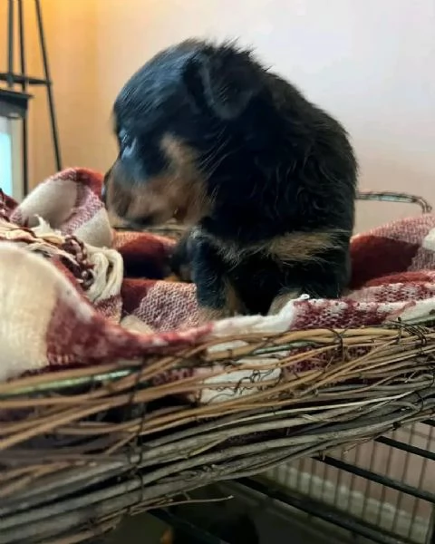 meravigliosi rottweiler per adozione | Foto 1