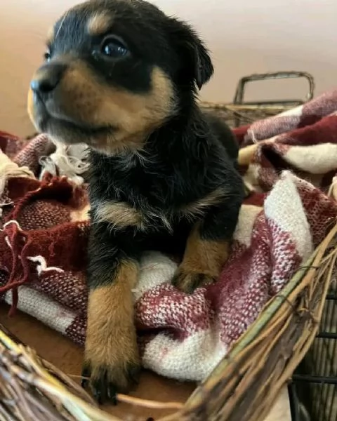meravigliosi rottweiler per adozione | Foto 0