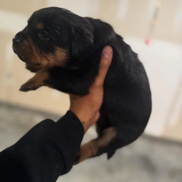 meravigliosi rottweiler per adozione | Foto 6