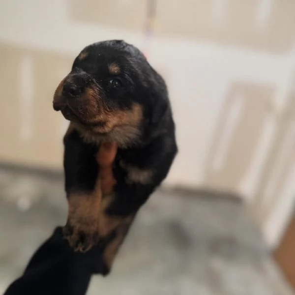 meravigliosi rottweiler per adozione | Foto 5