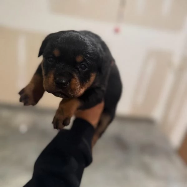 meravigliosi rottweiler per adozione | Foto 4