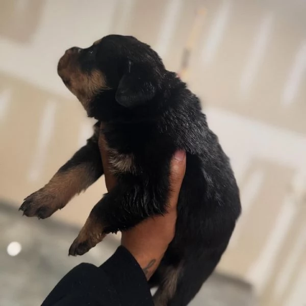 meravigliosi rottweiler per adozione | Foto 3