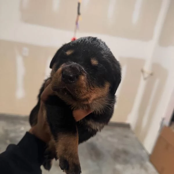 meravigliosi rottweiler per adozione | Foto 2