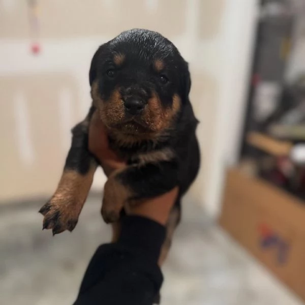 meravigliosi rottweiler per adozione | Foto 1