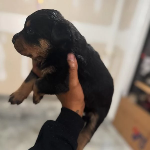 meravigliosi rottweiler per adozione | Foto 0