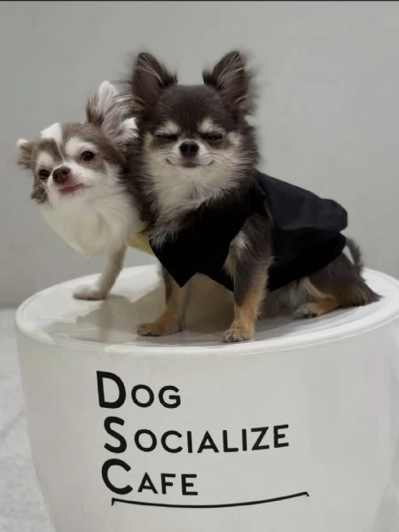 meravigliosi Chihuahua per adozione