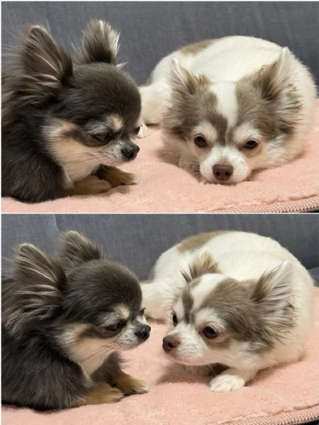 meravigliosi Chihuahua per adozione | Foto 4