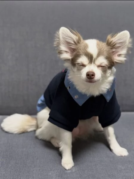 meravigliosi Chihuahua per adozione