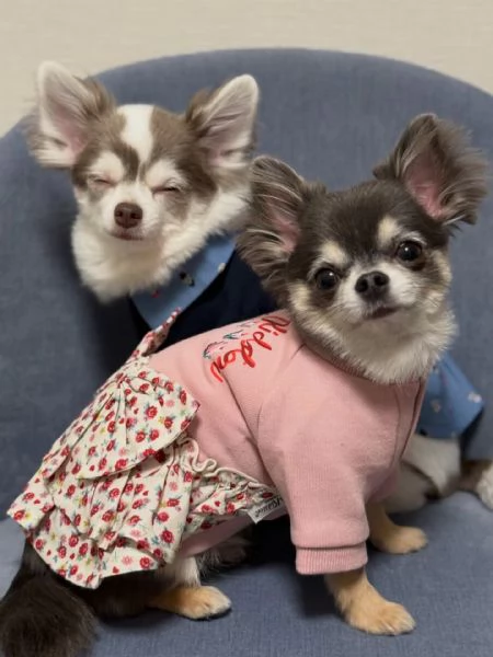meravigliosi Chihuahua per adozione | Foto 3