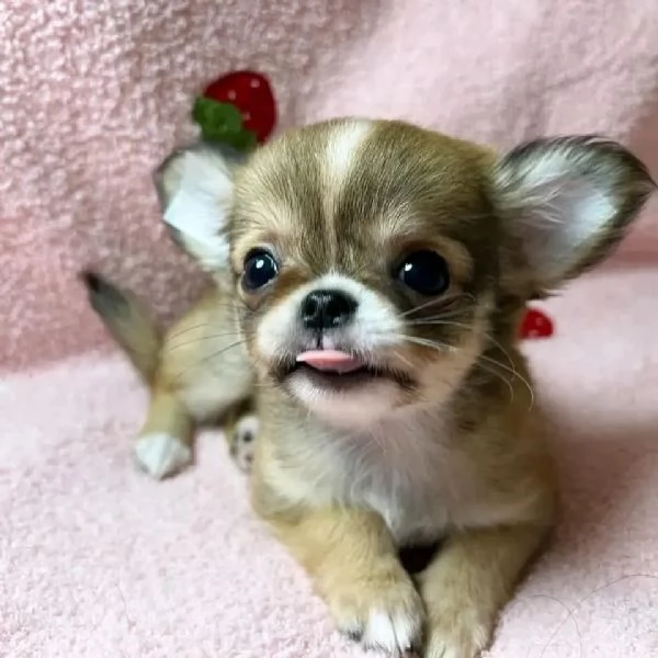 meravigliosi Chihuahua per adozione