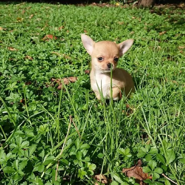 meravigliosi Chihuahua per adozione | Foto 2