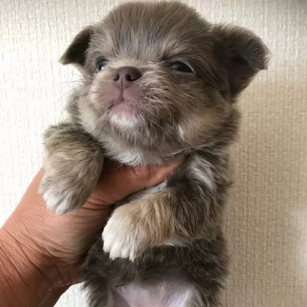meravigliosi Chihuahua per adozione | Foto 2