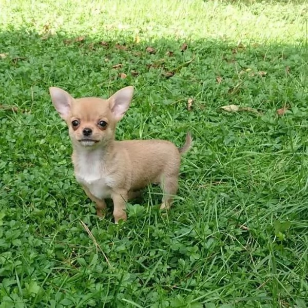 meravigliosi Chihuahua per adozione | Foto 3