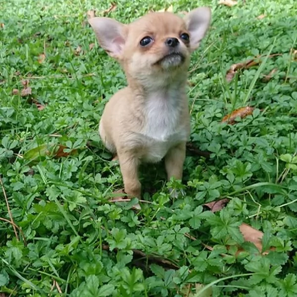 meravigliosi Chihuahua per adozione | Foto 2