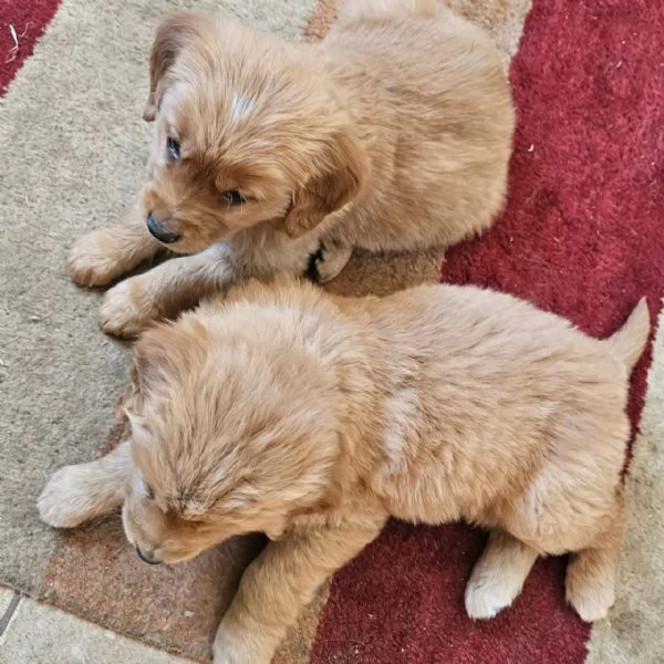 meravigliosi Golden Retriever per adozione | Foto 1
