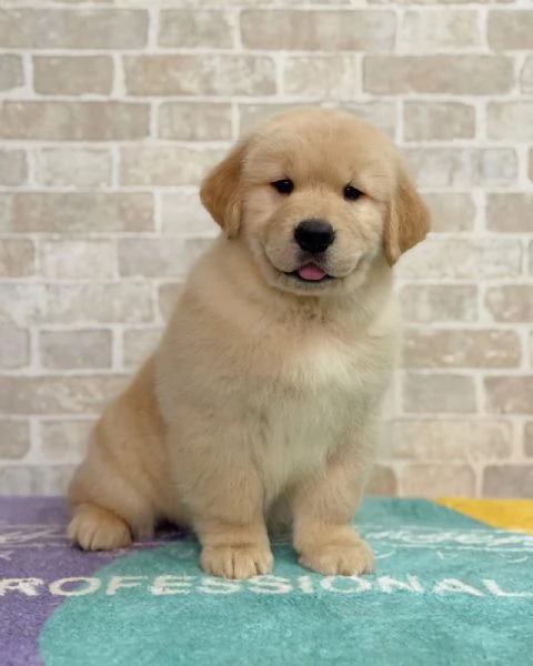 meravigliosi Golden Retriever per adozione | Foto 3