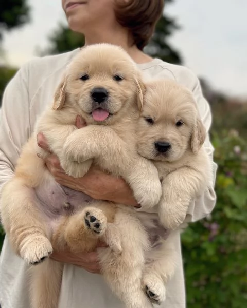 meravigliosi Golden Retriever per adozione