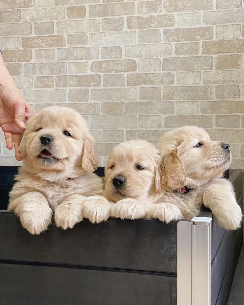 meravigliosi Golden Retriever per adozione