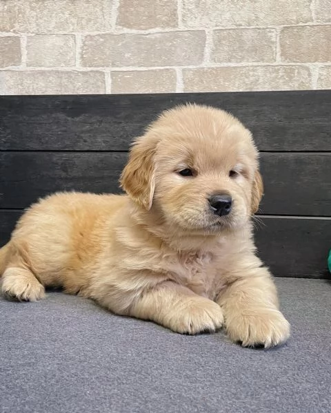 meravigliosi Golden Retriever per adozione | Foto 0
