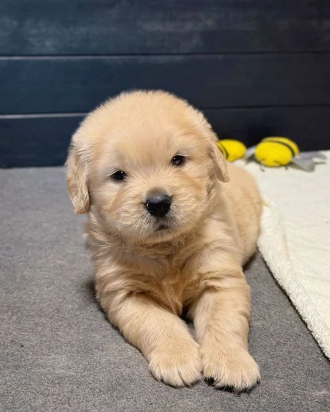 meravigliosi Golden Retriever per adozione | Foto 2