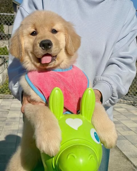 meravigliosi Golden Retriever per adozione | Foto 4
