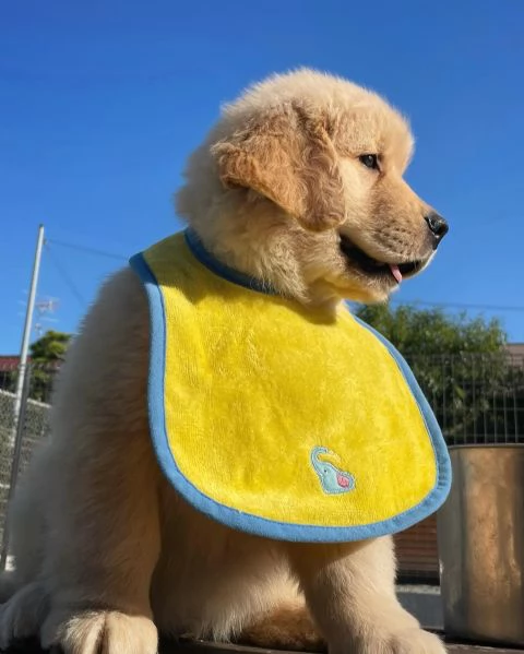 meravigliosi Golden Retriever per adozione | Foto 3