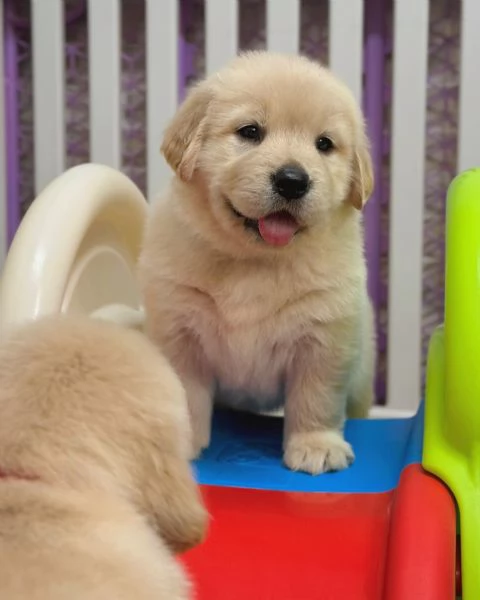 meravigliosi Golden Retriever per adozione | Foto 3