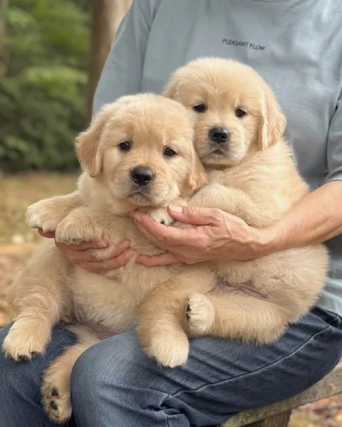 meravigliosi Golden Retriever per adozione