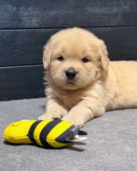 meravigliosi Golden Retriever per adozione | Foto 3