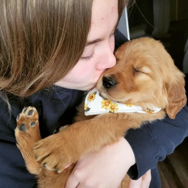 meravigliosi Golden Retriever per adozione | Foto 2