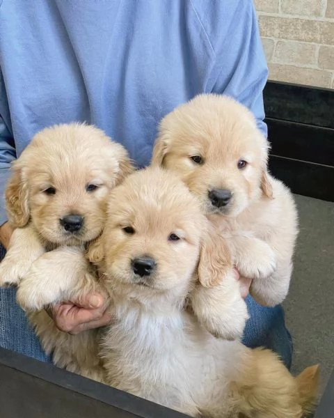 meravigliosi Golden Retriever per adozione | Foto 0